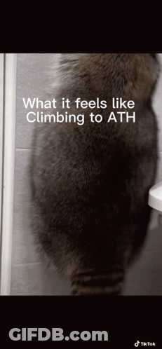 Cat Next To Toilet What It Feels Like Climbing To Ath GIF