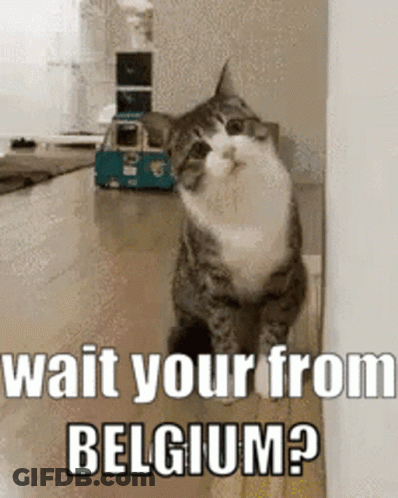 Cat Next To Wall Saying Wait Your From Belgium GIF