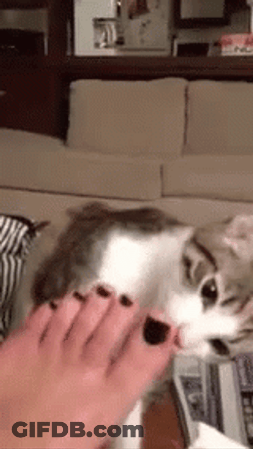 Cat Nipping Feet GIF