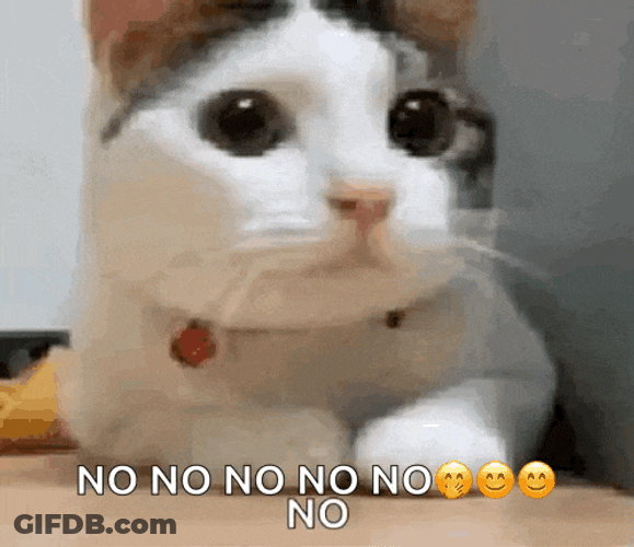 Cat No GIF
