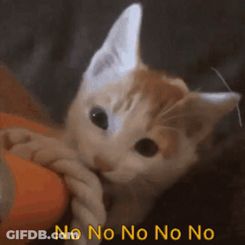 Cat No No Way GIF