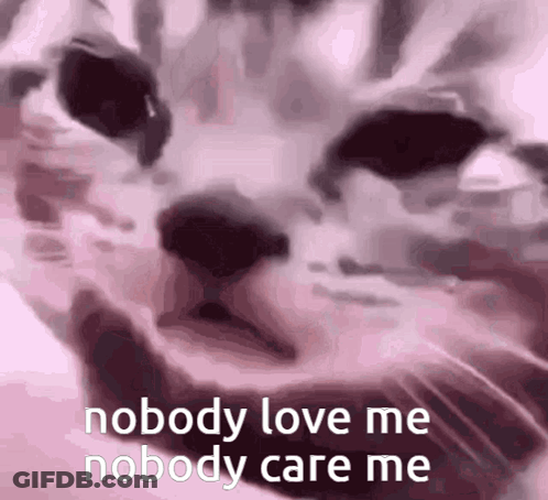 Cat Nobody Love Me Nobody Care Me GIF