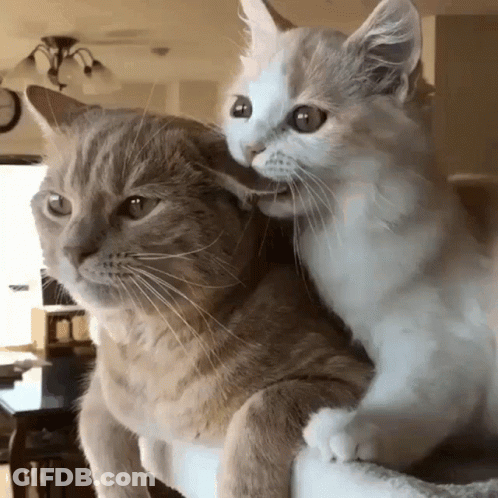 Cat Nom GIF