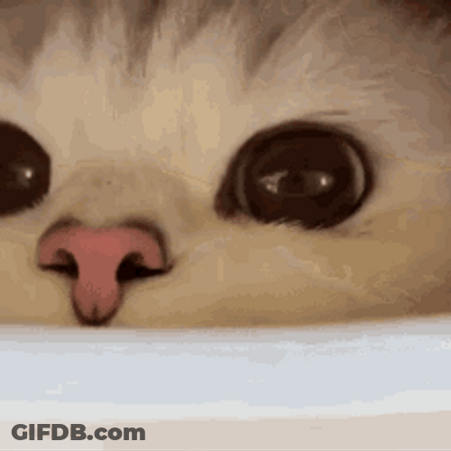 Cat Nose Adorable Sniffing GIF