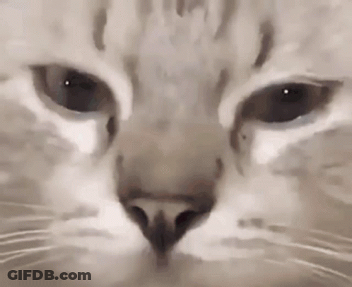 Cat Nose And Eyes Close Up GIF