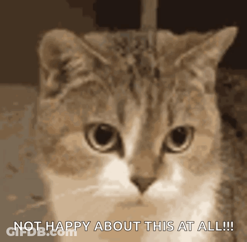 Cat Not Happy About This At All GIF