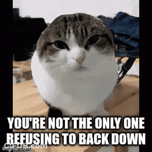 Cat Not The Only One Refusing To Back Down GIF