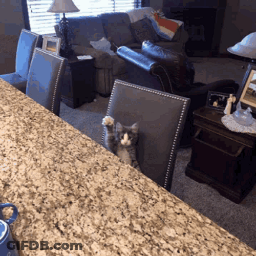 Cat Not Waving Just Raising Paw GIF