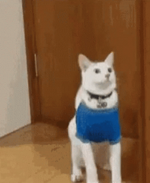 Cat Nowhere To Go Faint GIF