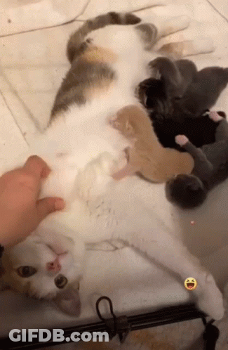 Cat Nursing Kittens Lying On Back GIF