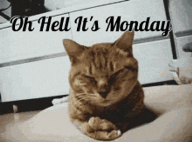 Cat Oh It's Monday Meme GIF