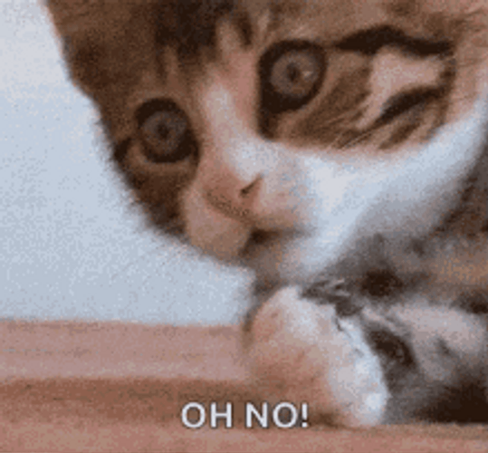 Cat Oh No GIF