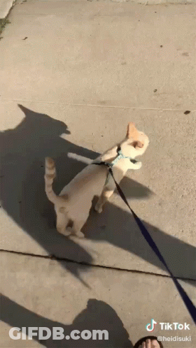 Cat On A Leash With TikTok Watermark GIF