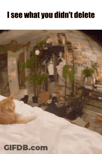 Cat On Bed I See What You Didn't Delete GIF