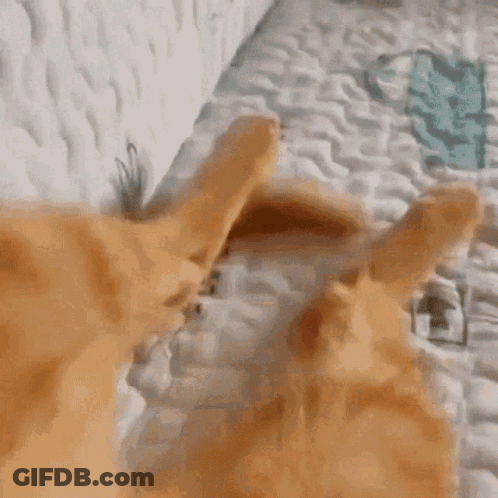Cat On Bed Looking At Camera GIF