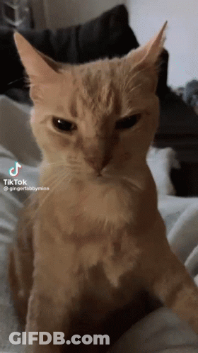 Cat On Bed Looking At Camera Tik Tok GIF