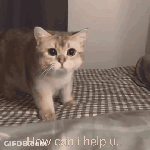 Cat On Bed Saying How Can I Help U GIF