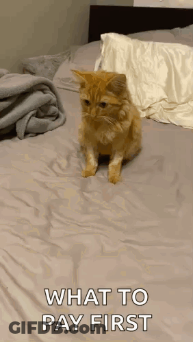 Cat On Bed Saying What To Pay First GIF