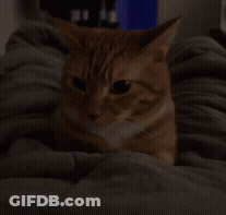 Cat On Bed With Blanket Looking At Camera GIF