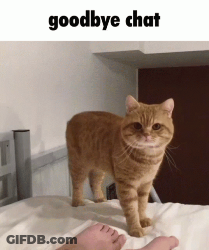 Cat On Bed With Goodbye Chat GIF