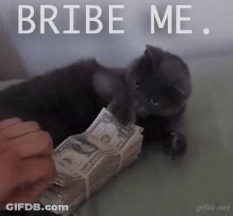 Cat On Bed With Money Stack Saying Bribe Me GIF