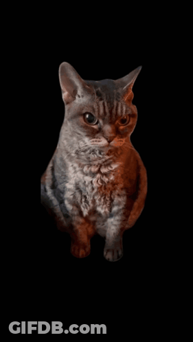 Cat On Black Background Looking Up GIF