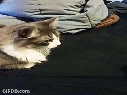 Cat On Black Couch With Arm Behind GIF
