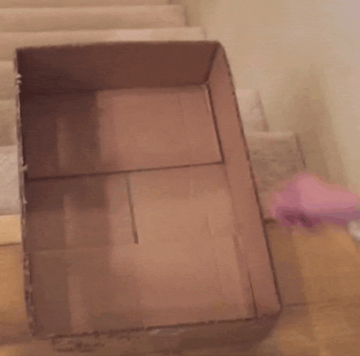 Cat On Box Slide On Stairs GIF