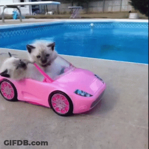 Cat On Cars GIF