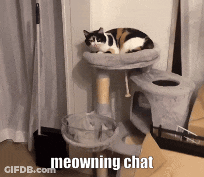 Cat On Cat Tree Meowning Chat GIF