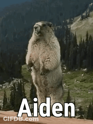 Cat On Coffee Table In Front Of Television GIF