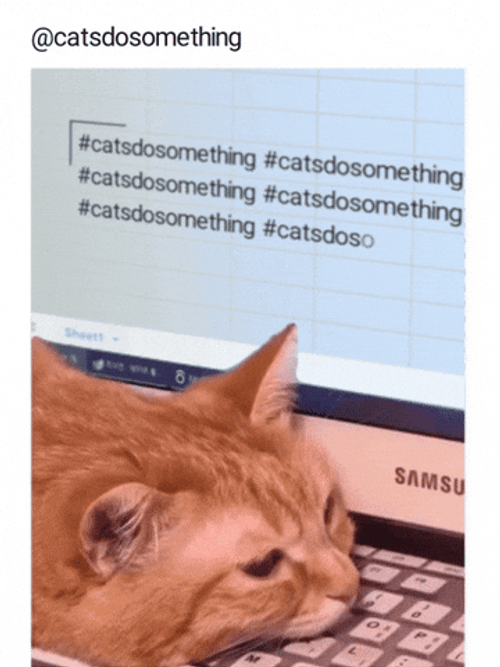 Cat On Computer Cat Do Something GIF