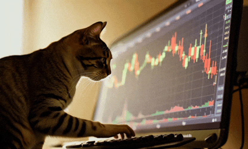 Cat On Computer Crypto GIF
