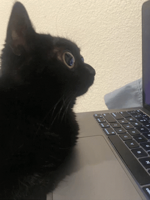 Cat On Computer Loop GIF