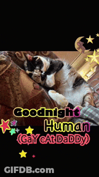 Cat On Couch Goodnight Human Gay Cat Daddy GIF