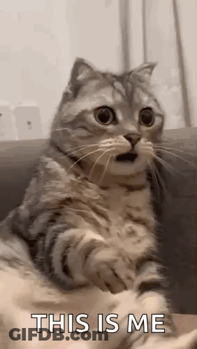 Cat On Couch Mouth Open Looking At Camera GIF