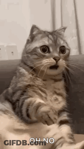 Cat On Couch Mouth Open Looking At Camera GIF