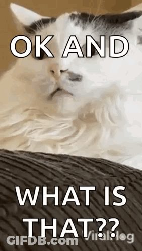Cat On Couch Saying Ok And What Is That GIF