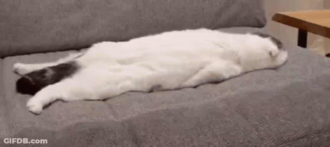 Cat On Couch Sleeping GIF