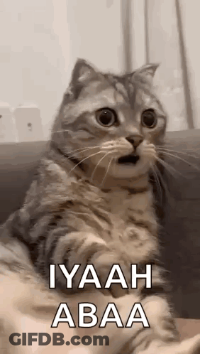 Cat On Couch Surprised Mouth Open GIF