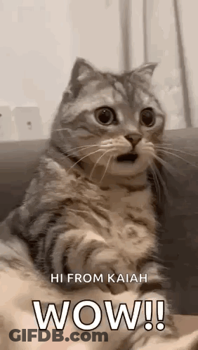 Cat On Couch With Mouth Open GIF
