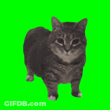Cat On Green Background GIF