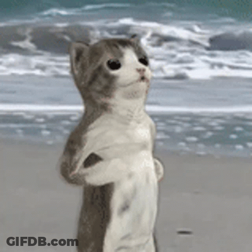 Cat On Hind Legs At Beach Looking At Ocean GIF