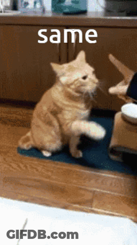 Cat On Hind Legs At Table Saying Same GIF