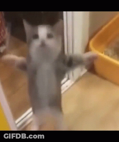 Cat On Hind Legs Beside Yellow Litter Box GIF