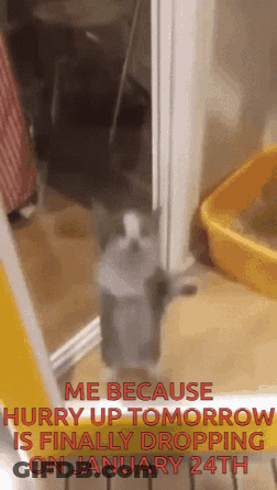 Cat On Hind Legs By Yellow Litter Box GIF