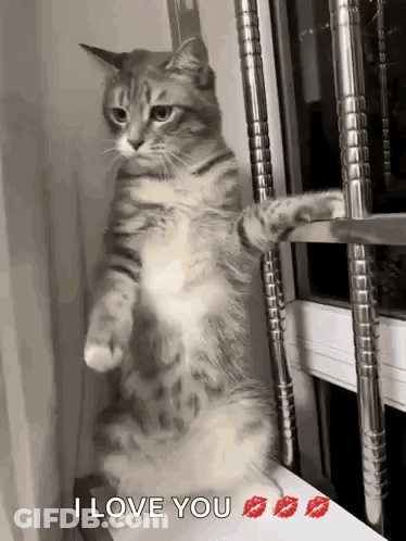 Cat On Hind Legs Saying I Love You GIF