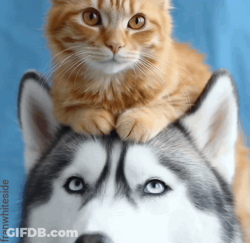Cat On Husky Dog's Head GIF