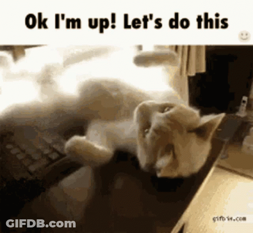 Cat On Keyboard Saying OK I'm Up Let's Do This GIF