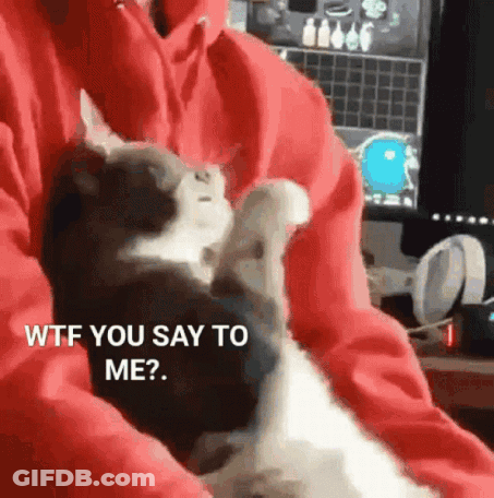 Cat On Lap Asks Pizza Better Than Moi GIF